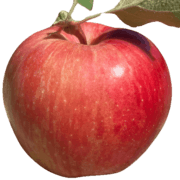 Apple Holler