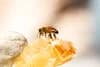 Bar Bee Ranch LLC