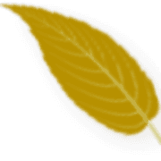 Bella Mae's Tea Co.
