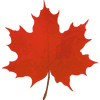 Bender Hill Maple