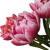 Blomst Flower Farm