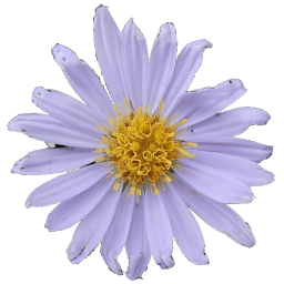 Blue Aster