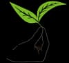 Cornerstone Tea Company