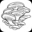 Desert Pearl Mushrooms