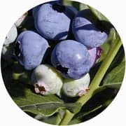 Dexter Blueberry Farm