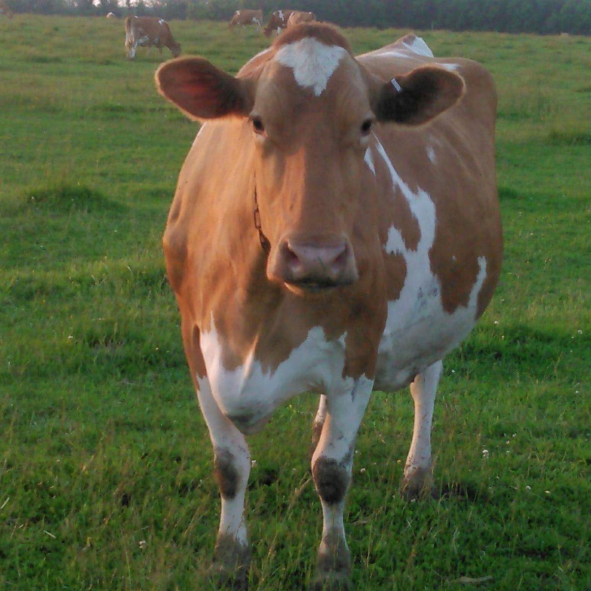 Dogwood Lane Dairy