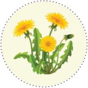 Elk Mountain Herbs Inc.