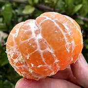 Franklin Citrus