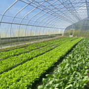 Girard Farm
