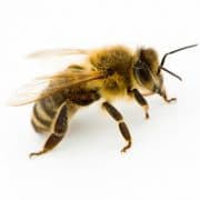 Good Job Bees Honey Farm