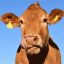 Grazin' Acres Farm