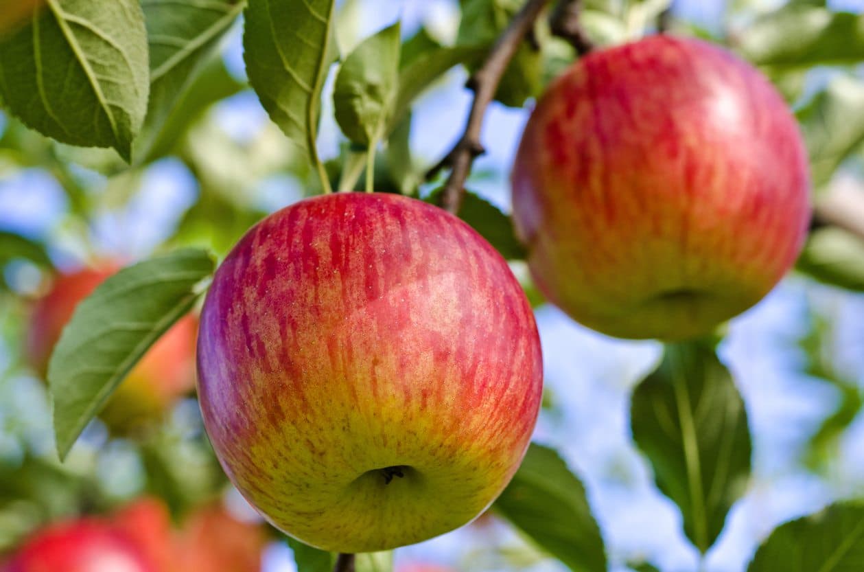 Hands on the Earth Orchard