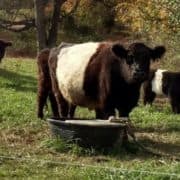 Happily Ever After Farm