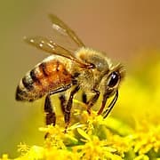Happy Bees Apirary