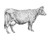 Hatcher Family Dairy