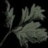 Herbaceous Catering