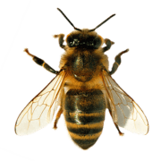 Homestead Honey Farm & Homestead Apiaries