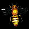 HoneyBee Heather