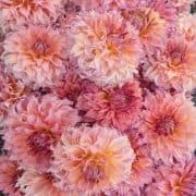 Honken Dahlias