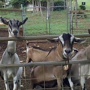 Kauai Kunana Dairy