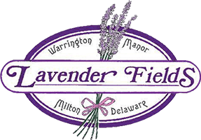 Lavender Fields