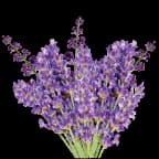 Lavender Hill Farm