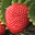 Live Earth Farm: U-Picks and Farm Stand