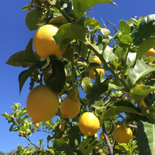 Lone Jack Orchards