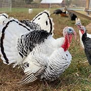 Maranatha Farms