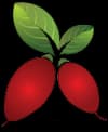 Miracle Fruit Farm