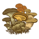 Mycophile's Garden