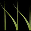 Nitschke Natural Beef