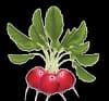 Orchard Hill Organics