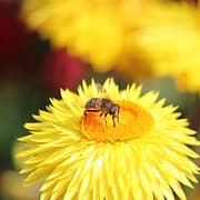Pollinator Works