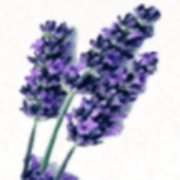 Purple Adobe Lavender Farm