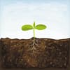 Rooted Acres