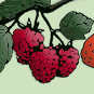 Sand Hill Berries