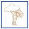 Seacoast Mushrooms