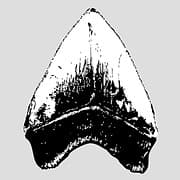 Shark Teeth Mega Store