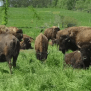 Silver Bison Ranch | Bison Meat For Sale