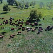 Stewart Grass Fed Beef