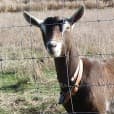 Swiss Frau Farm