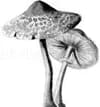 Three Little Mushrooms