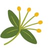Tilia Tea Company