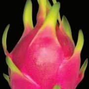 Under The Vine - Dragon Fruit Farm
