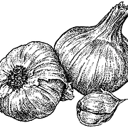 Vashon Garlic