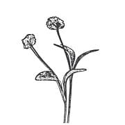 WeGrowMicrogreens