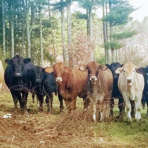 White's Farm Beef