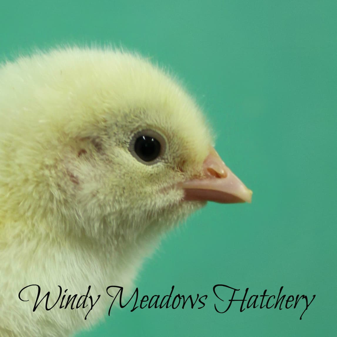 Windy Meadows Hatchery